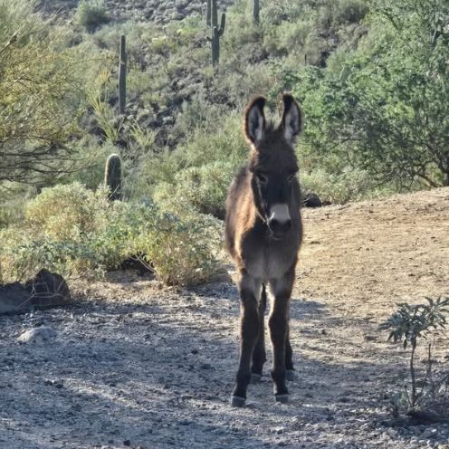 wile burro p 1.jpg